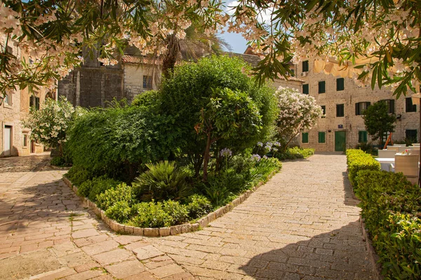 中世の旧市街 石の壁と石畳の古代の通り 晴れた日には 緑の通り開花 文化遺産の記念碑 ヨーロッパの歴史的な場所への旅 モンテネグロコトル — ストック写真
