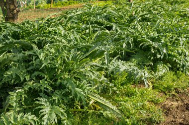 Enginar bitkisi. Enginar tarım çiftliğinin bahçesinde yetişiyor. Kişisel ev bahçesi, organik büyüme, eko çiftliği, doğal çiftçilik, doğaya dönüş. Kaydırılıyor.