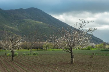 Baharın başlarında, İtalya 'nın güneyinde, dağlarda çiçek açan bahçeler. Geçim çiftliği, meyve ve böğürtlen üretimi için ev çiftlikleri. Çiçekli kayısı ve şeftali ağaçları