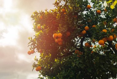 Bahçede mandalina (portakal) ağaçları. İtalya 'nın güneyindeki dağlarda küçük bir köy. Geçim çiftliği, meyve çiftliği
