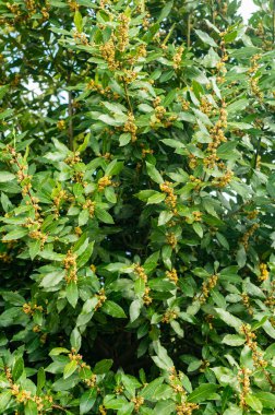 Bahçede defne çalısı açıyor. Organik doğal ürün. Bitkinin sulu yeşil yaprakları. Yemek için baharat.