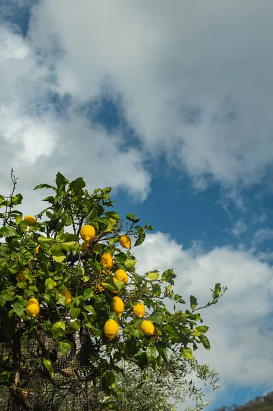 Tree Lemons Blue Sky White Clouds Branches Large Yellow Lemons — Stock Photo, Image