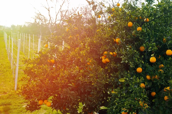 Tangerine Orange Trees Garden Small Village Mountains Southern Italy Subsistence — Stock Photo, Image