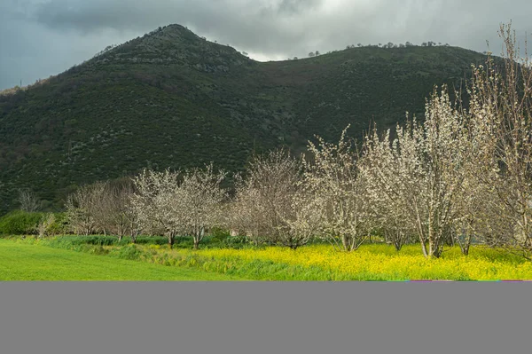 Early Spring Blooming Gardens South Italy Mountains Subsistence Farming Home — Stock Photo, Image