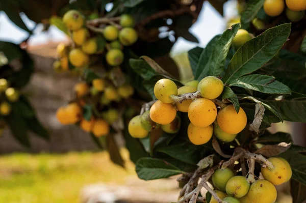 Fruit Tree Southern Italy Yellow Fruits Medlar Vitamin Fruits — Stock Photo, Image