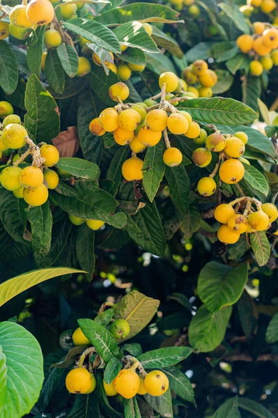Fruit tree in southern Italy. Yellow fruits of medlar. vitamin fruits