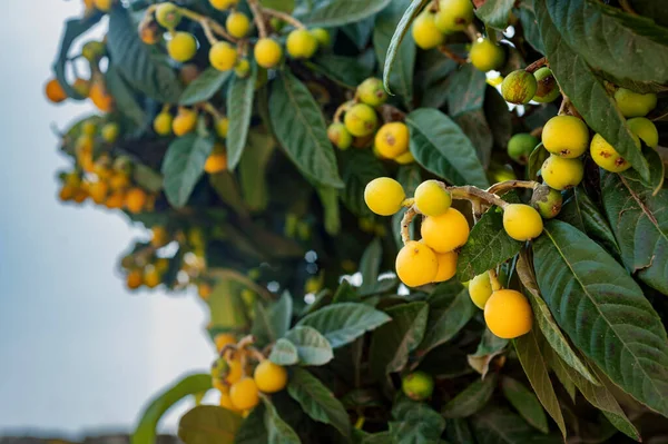 Fruit tree in southern Italy. Yellow fruits of medlar. vitamin fruits