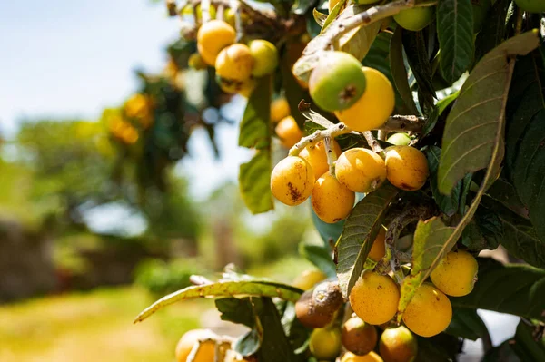 Fruit tree in southern Italy. Yellow fruits of medlar. vitamin fruits