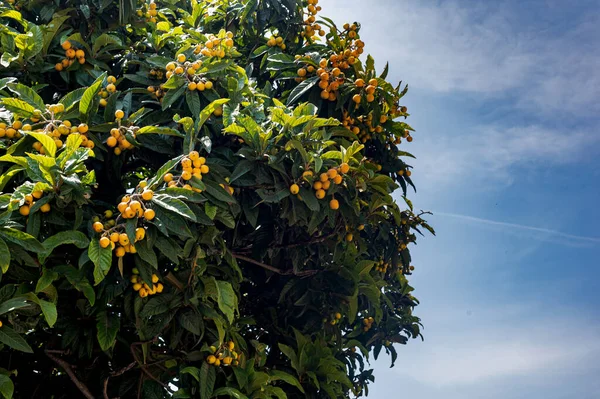 Fruit tree in southern Italy. Yellow fruits of medlar. vitamin fruits