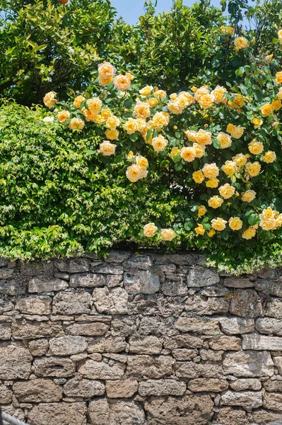 Żywopłot Zielony Płot Białymi Kwiatami Żółtymi Różami Kontekst Kamienna Ściana — Zdjęcie stockowe