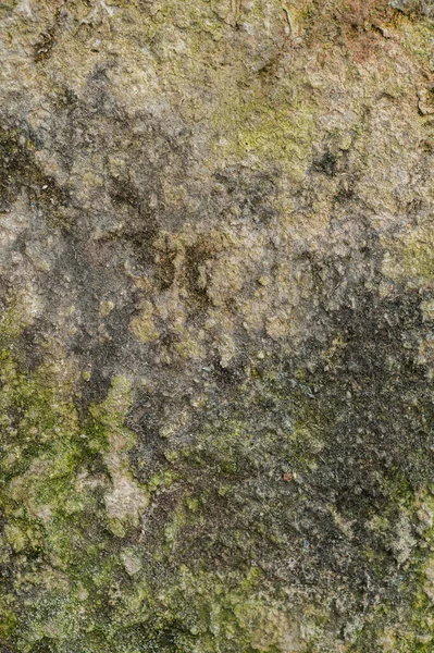 The wall is damaged by moisture - mold, moss. Poor living conditions. The problem with high humidity, the fight against the fungus. Texture, background