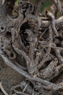Yaşlı bir ağacın kurumuş, bükülmüş kökleri. Doku, arkaplan