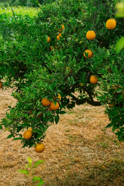 Tree with orange tangerines (oranges) in the garden. Craft production of fruit, natural useful goods, farming, ecological production