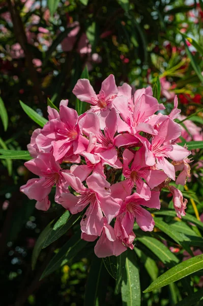 Rosa Azalea Buskar Privata Trädgårdar Grönt Staket Blommor Konsistens Bakgrund — Stockfoto