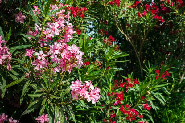 Rosa Azalea Buskar Privata Trädgårdar Grönt Staket Blommor Konsistens Bakgrund — Stockfoto