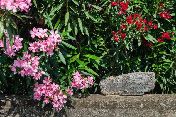 Pink Azure Bushes Stone Fence Private Gardens Green Fence Flowers — Stock Photo, Image