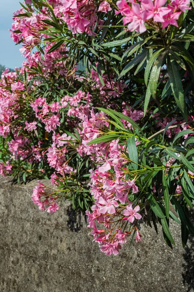 Rosa Azurbuskar Över Ett Stengärde Privata Trädgårdar Grönt Staket Blommor — Stockfoto