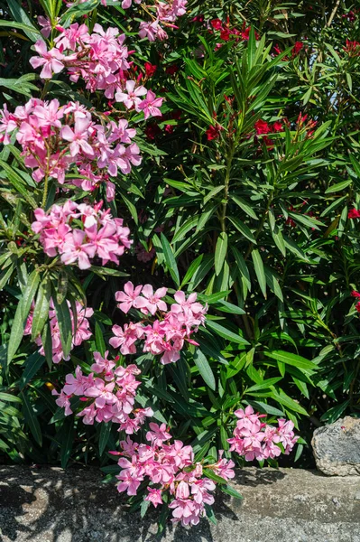 Pink Azure Bushes Stone Fence Private Gardens Green Fence Flowers — Stock Photo, Image