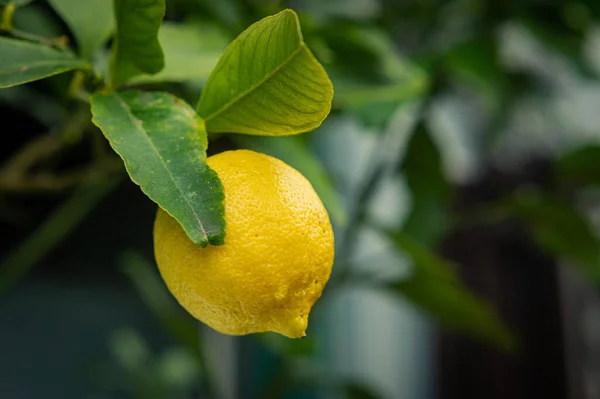 Yellow Fresh Lemon Tree Branch Garden Rain Homemade Fruits Craft — Stock Photo, Image