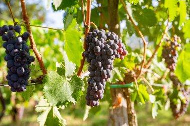 Blue grape variety for making wine on the bush. Southern Italy, vineyards in the mountains. Agriculture, craft production, farm, family business. A bunch of grapes in the sun's rays close-up