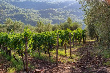 Blue grape variety for making wine on the bush. Southern Italy, vineyards in the mountains. Agriculture, craft production, farm, family business. General plan of the vineyard
