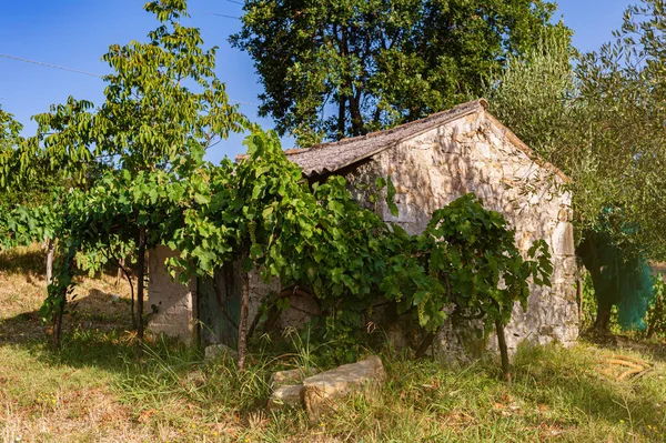 Old Stone Srai House Farming Tools Olive Trees Vineyards Summer — 图库照片