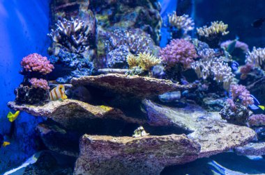 Naples Aquarium Anton Dorn is the oldest aquarium in all of Italy. Inside it, there are 19 aquariums and 200 specie divided into animals and plants. Aquarium with tropical fish.