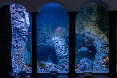 The interior of the museum, a hall with large exhibits and showcases. Naples Aquarium Anton Dorn is the oldest aquarium in all of Italy. Aquarium with tropical fish.