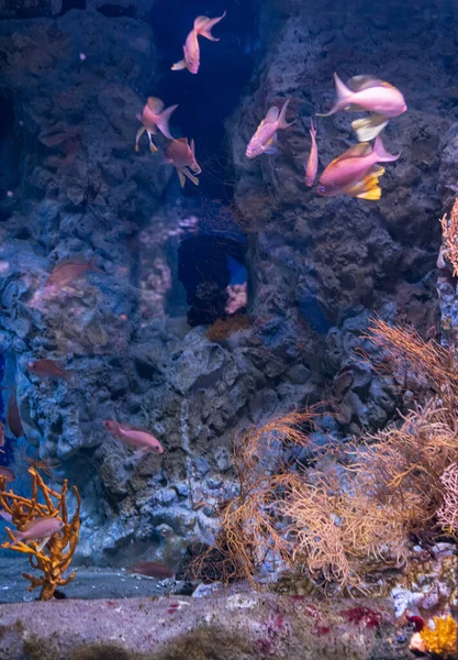 Naples Aquarium Anton Dorn Oldest Aquarium All Italy Aquariums 200 — Stockfoto