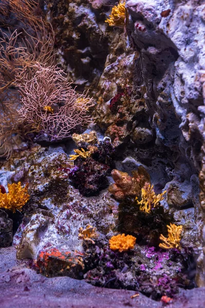 Naples Aquarium Anton Dorn Oldest Aquarium All Italy Aquariums 200 — Stockfoto