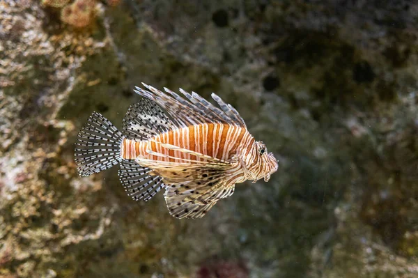 Naples Aquarium Anton Dorn Oldest Aquarium All Italy Red Lionfish — Stockfoto