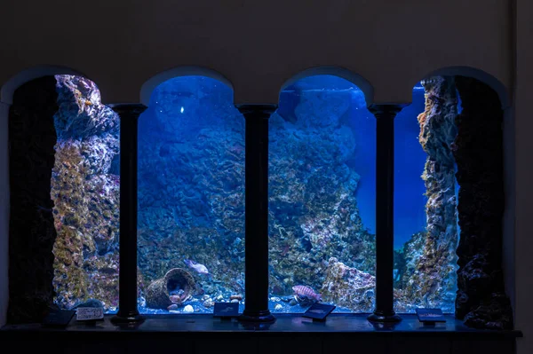 Interior Museum Hall Large Exhibits Showcases Naples Aquarium Anton Dorn — Stockfoto
