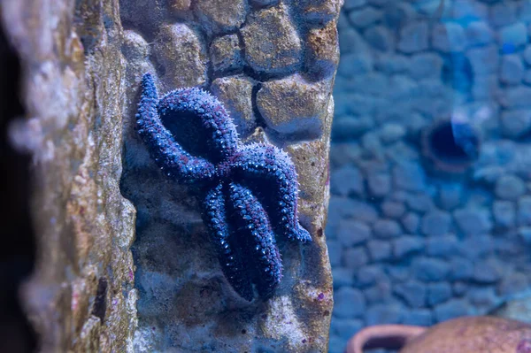 Sea Stars Starfish Class Invertebrates Echinoderm Type Naples Aquarium Anton — Stock Photo, Image