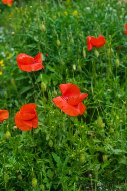 Fragile poppies in a green field. Beautiful red flowers in the wild. Field wild plants