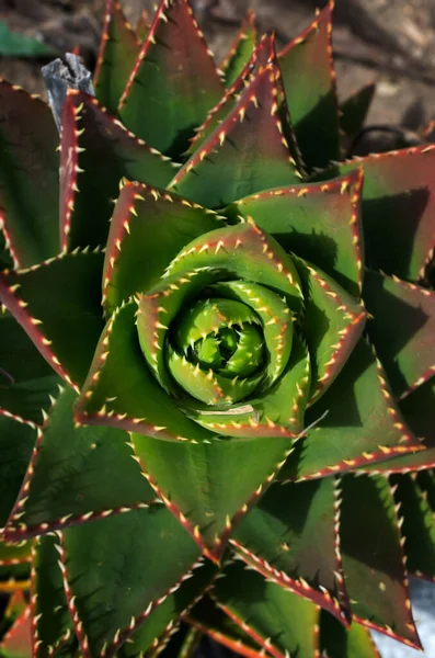 Aloe medicinal plant. Green pharmacy at home, useful herbs.