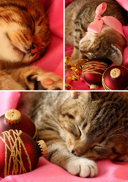 Xmas kitten collage — Stock Photo, Image