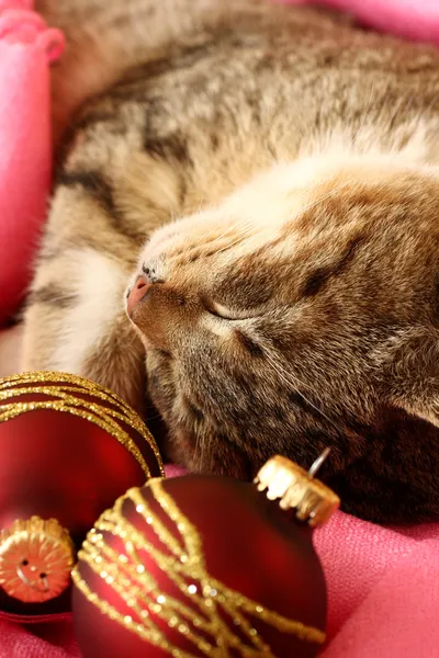 Xmas yavru kedi