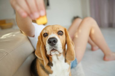 Köpeğini ve kedini besle..