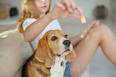 Köpeğini ve kedini besle..