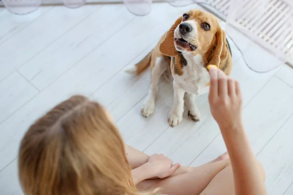 Feed your dog and cat. — Stock Photo, Image