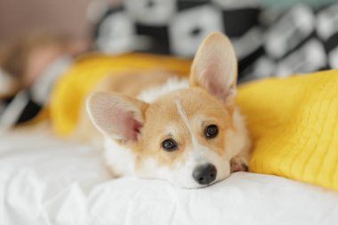 Corgi dog breed. Dog at home. Corgi lies on the bed. High quality photo