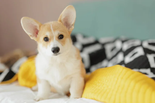 Corgi dog breed. Dog at home. Corgi lies on the bed. High quality photo