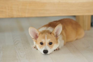 Corgi dog breed. Dog at home. Corgi lies on the bed. High quality photo