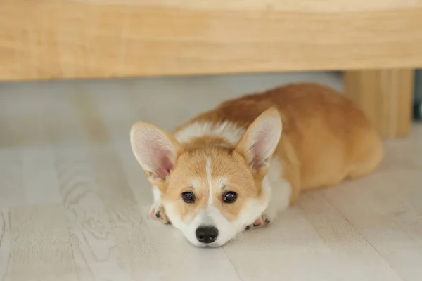 Corgi Dog Breed Dog Home Corgi Lies Bed High Quality — Stock Photo, Image