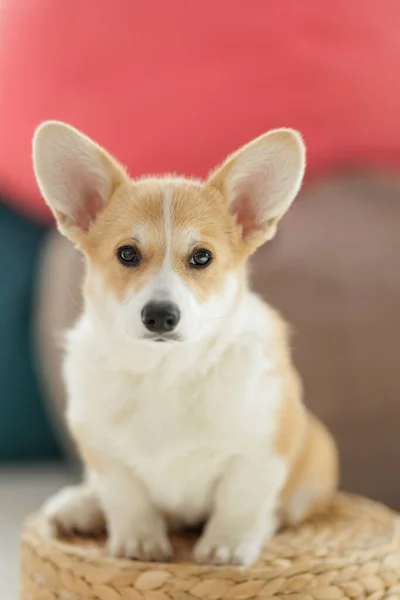 Corgi dog breed. Dog at home. Corgi lies on the bed. High quality photo