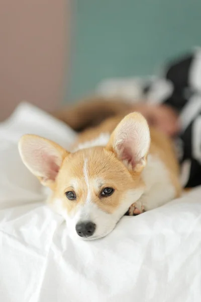 Corgi dog breed. Dog at home. Corgi lies on the bed. High quality photo