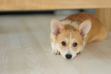 Corgi dog breed. Dog at home. Corgi lies on the bed. High quality photo