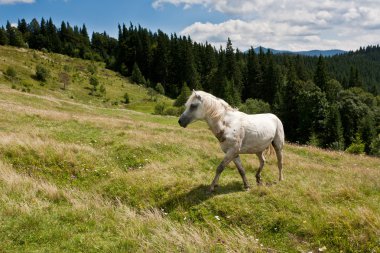 Çayırdaki beyaz at.