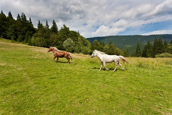 草地上的两匹马. — 图库照片