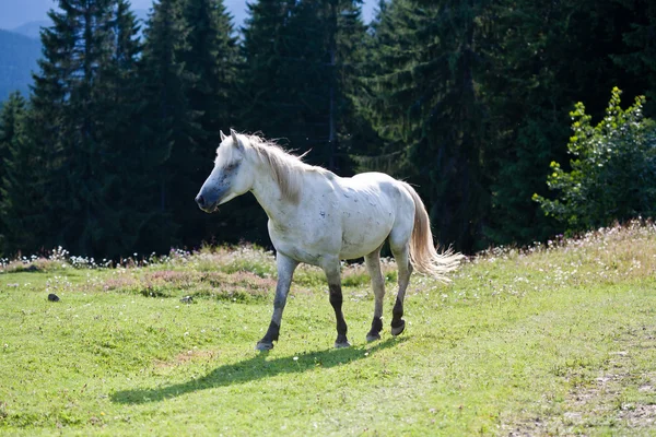 Çayırdaki beyaz at.
